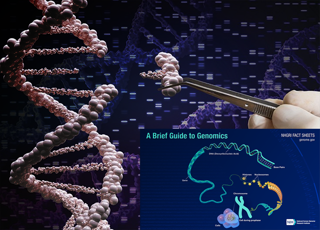 Genetics and Genomics