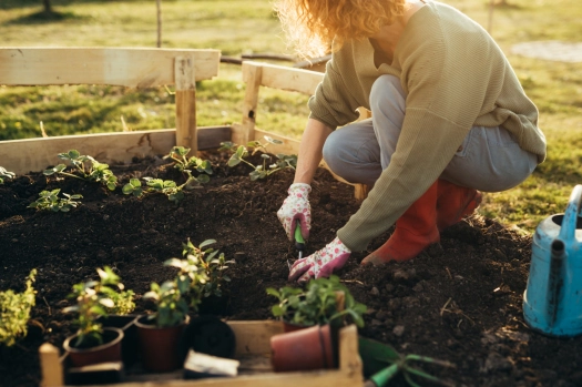 Benefits of Growing Flower Plants for Home Gardens