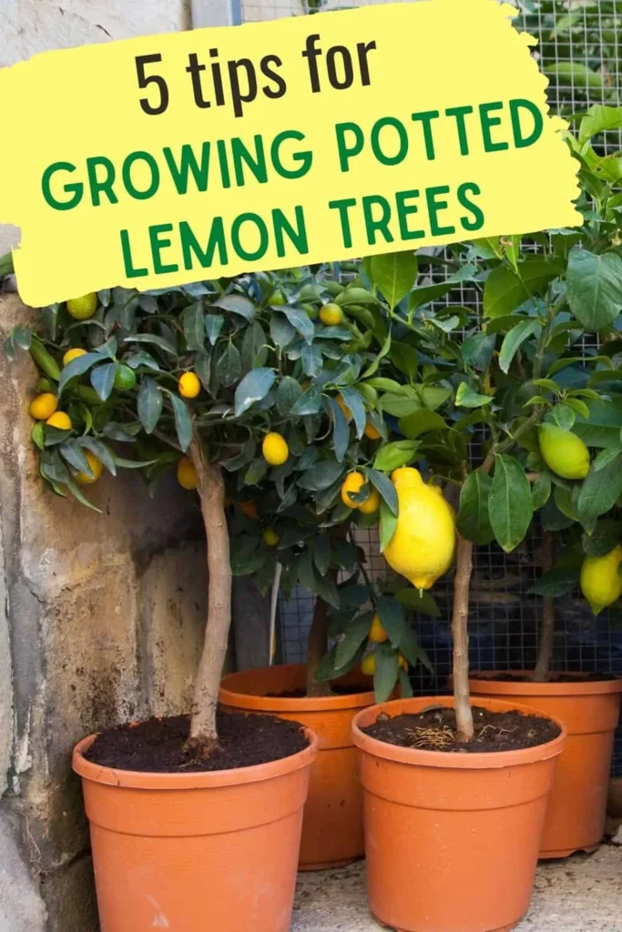 Caring for Your Lemon Tree