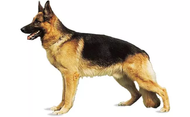 Dogs