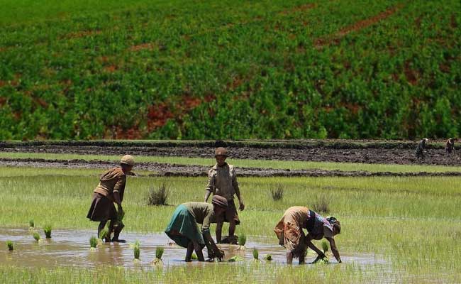 Dry Land Wet Land Farming MaPuPa