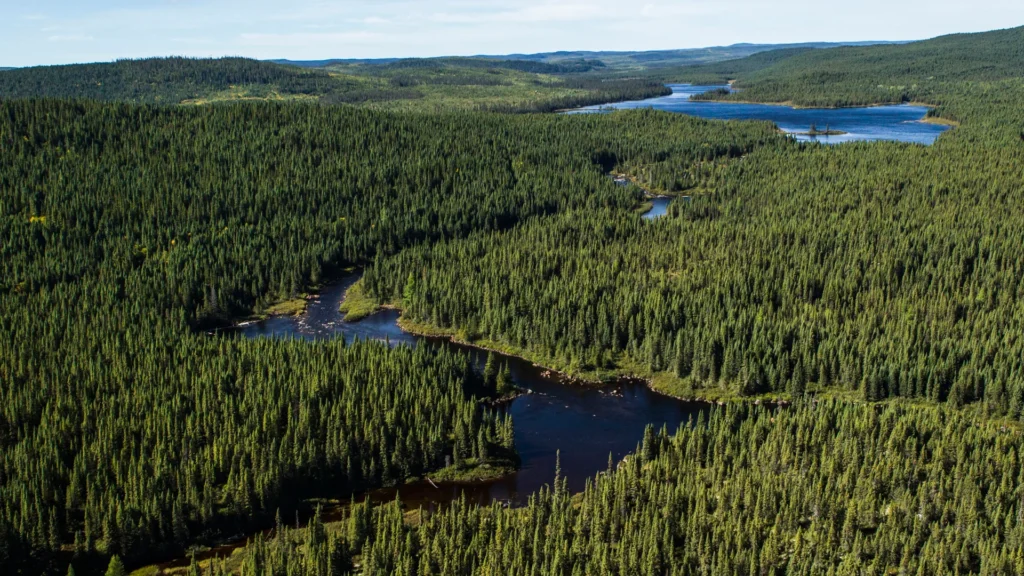 Importance of the Boreal Forest