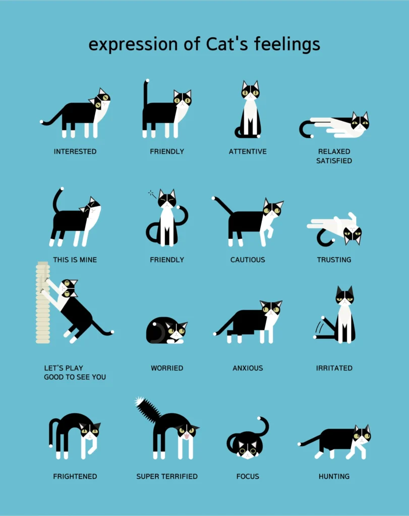 The Behavior of Cats