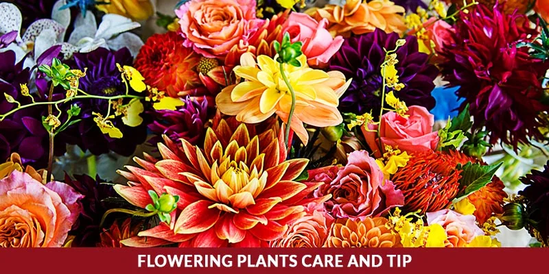 Tips for Caring for Flower Plants