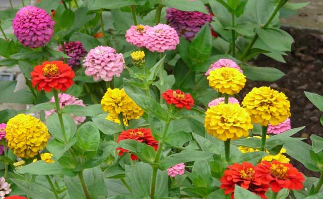 Flower Plants For Home Garden