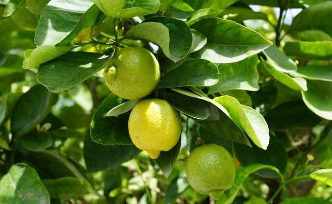 How to Grow Lemon Tree at Home ?