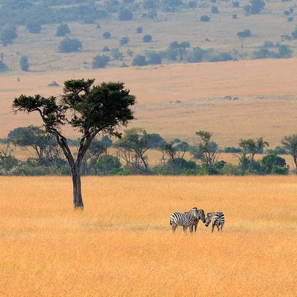 Kenya Masai Mara Forest Safari