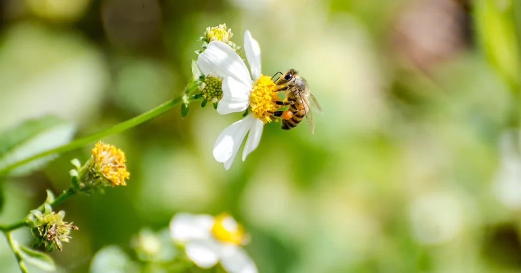 Sustainable Alternatives for Pollinator Protection