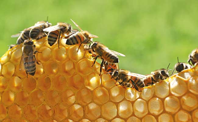 The Decline of Bee Populations and its Effects on Food Security