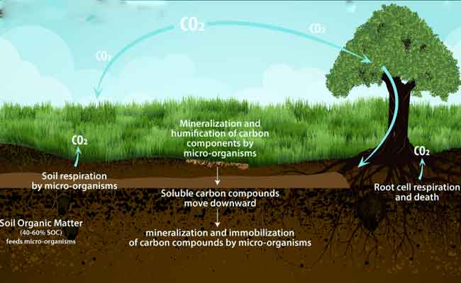 The Role of Forests in Carbon Sequestration and Climate Regulation