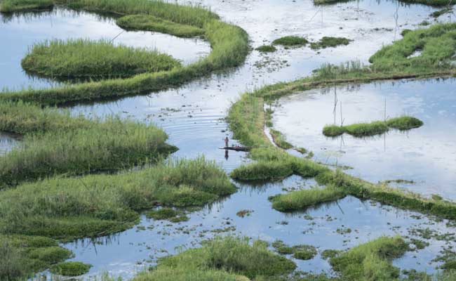 The Significance of Wetlands in Water Purification and Flood Control