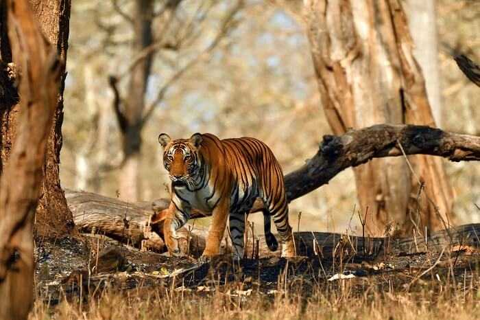 tiger reserve forest in india