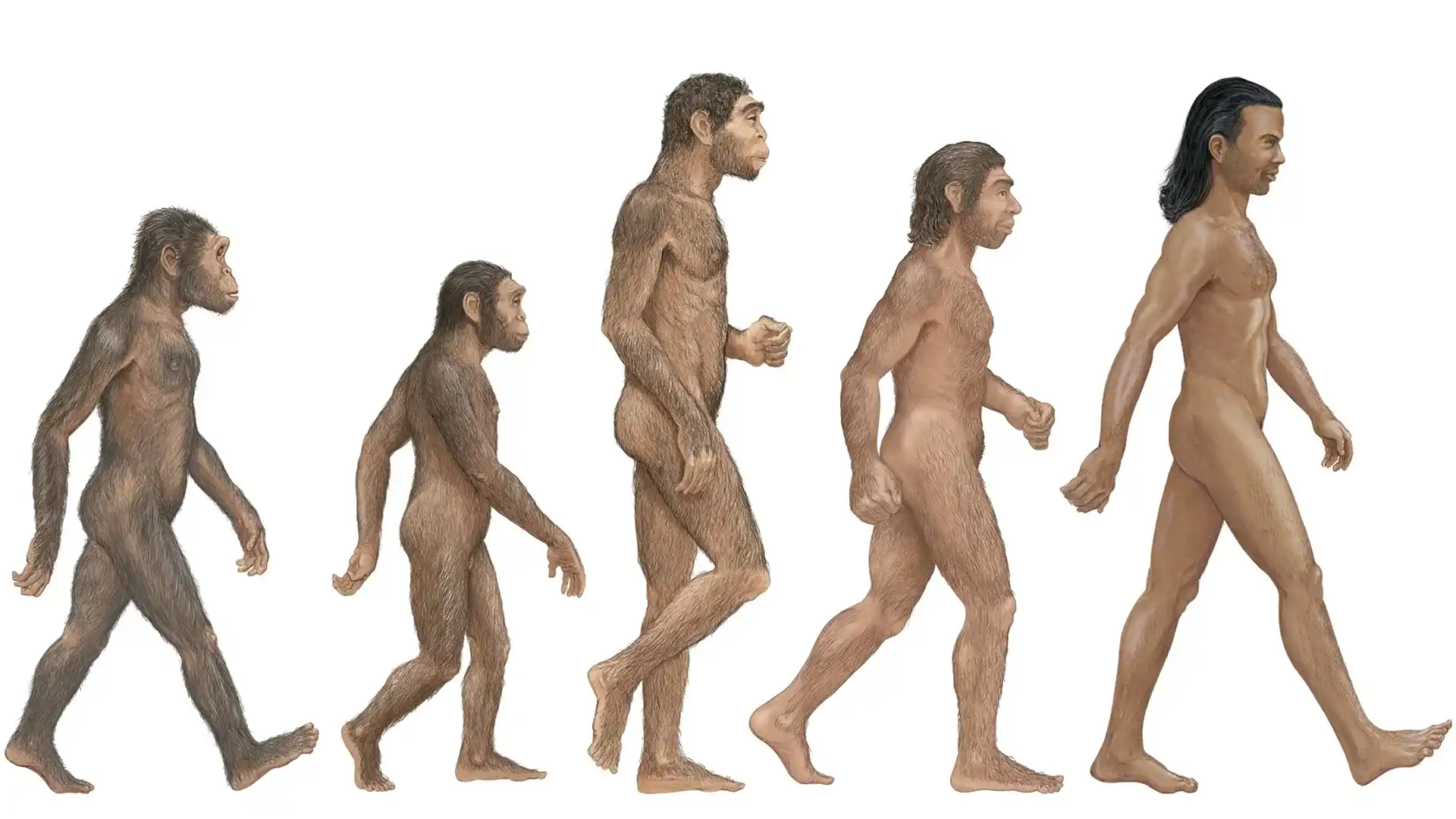 Prehistoric Human Evolution