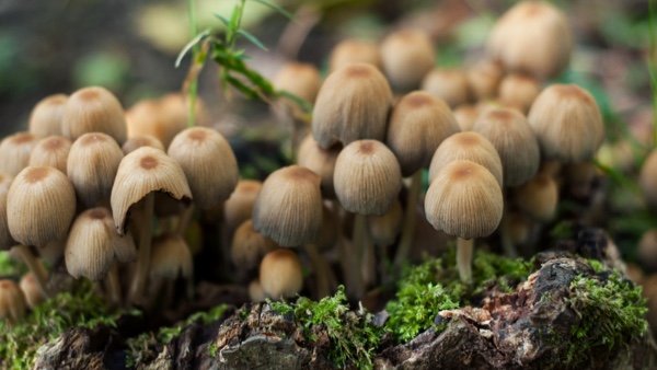 Exploring the Secret Life of Mushrooms