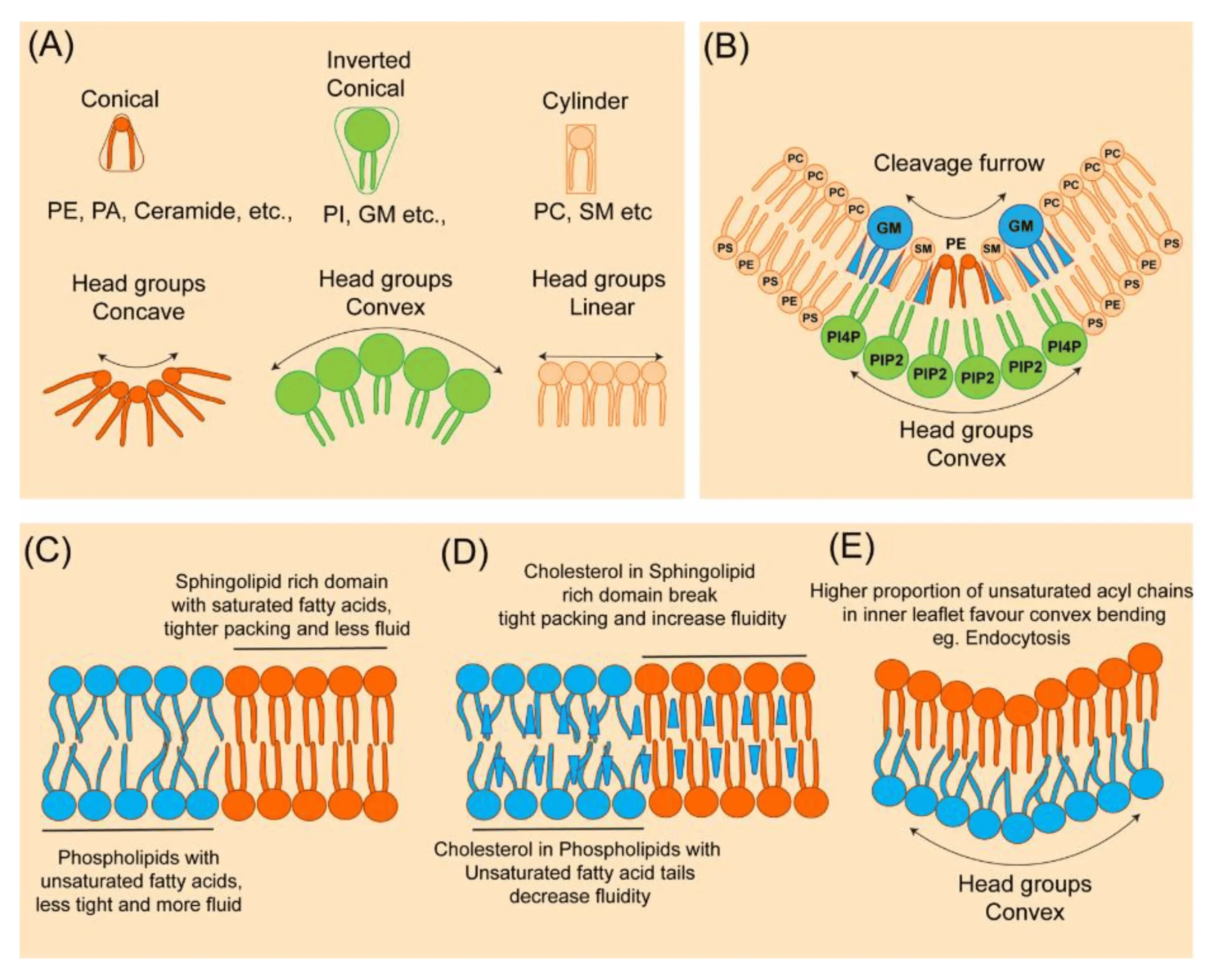 How Cells Manage the Distribution of Lipids in Their Cell Membrane