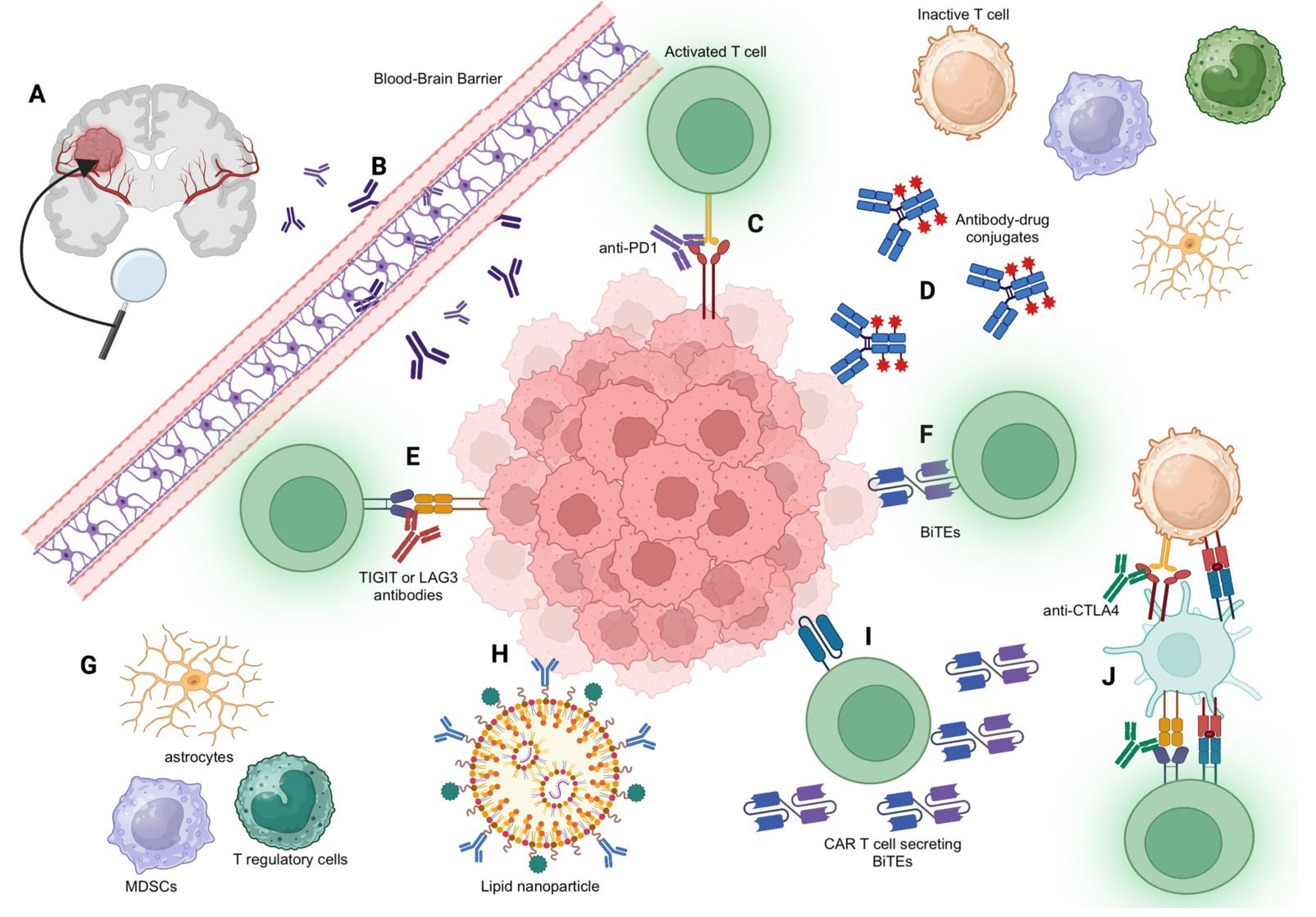 The Antibody Conjugate is Effective Against Brain Metastases