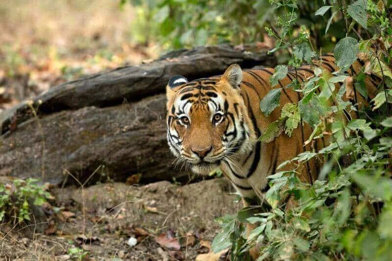 Kanha National Park