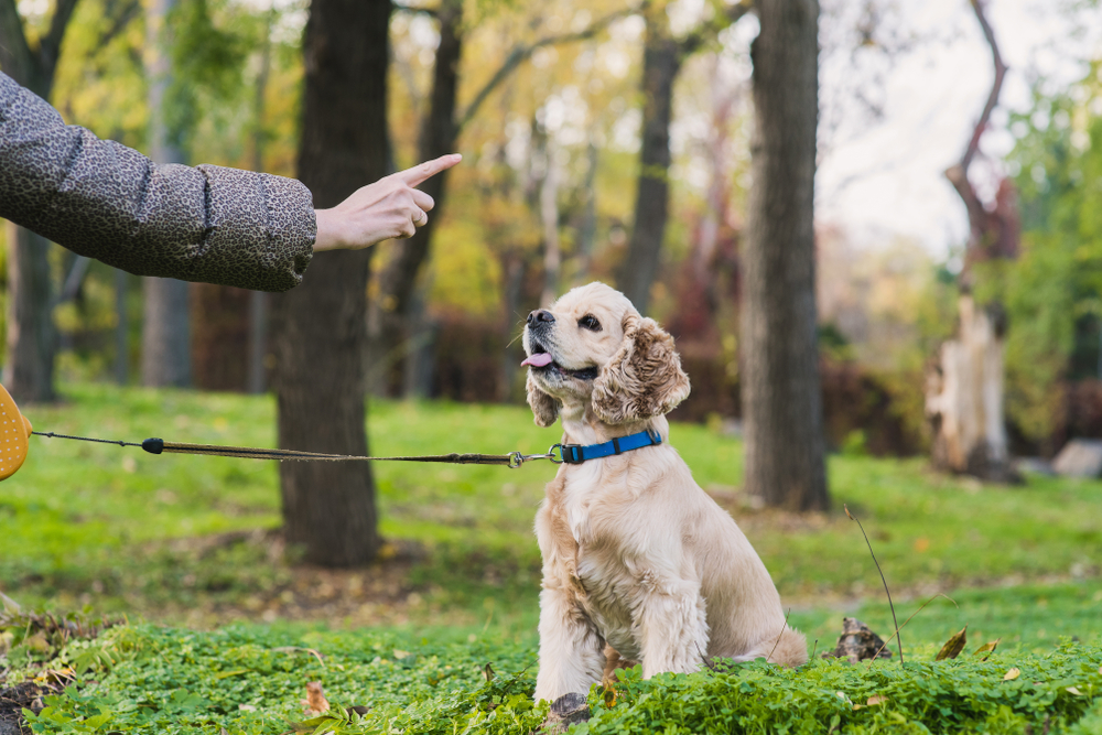 Tips and Tricks to Train your pet successfully