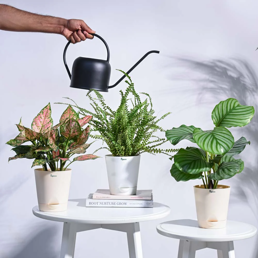 Online Nursery Plant