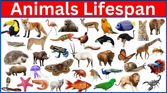 Lifespan of Different Animals