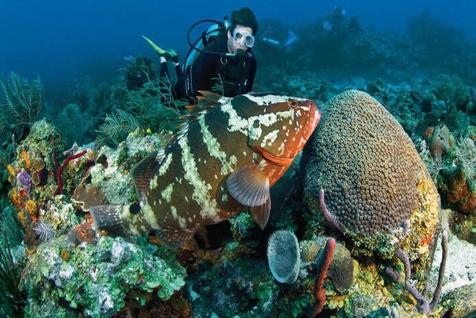 Best Scuba Diving Places in India