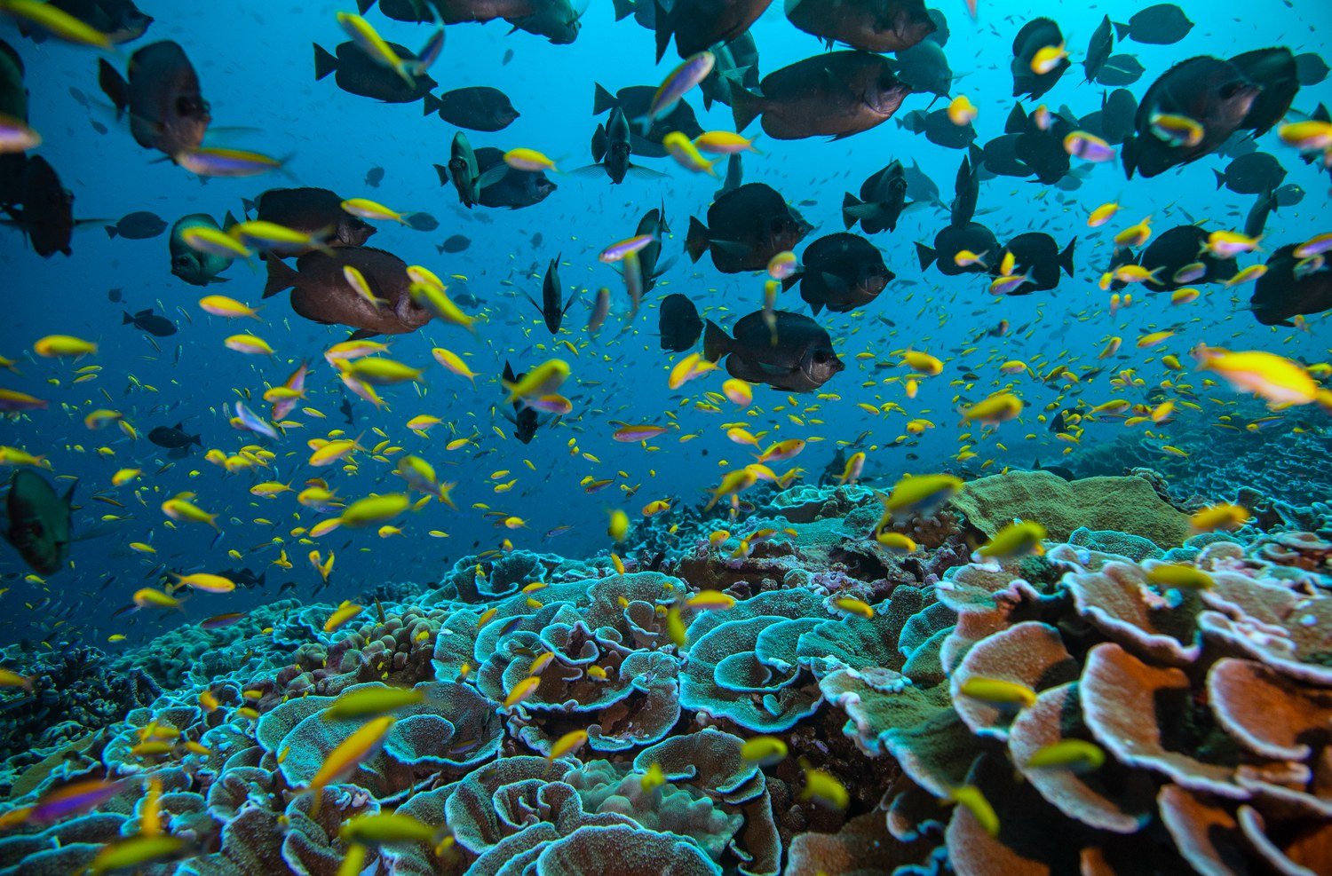 Iraya Life Under the Pacific Ocean